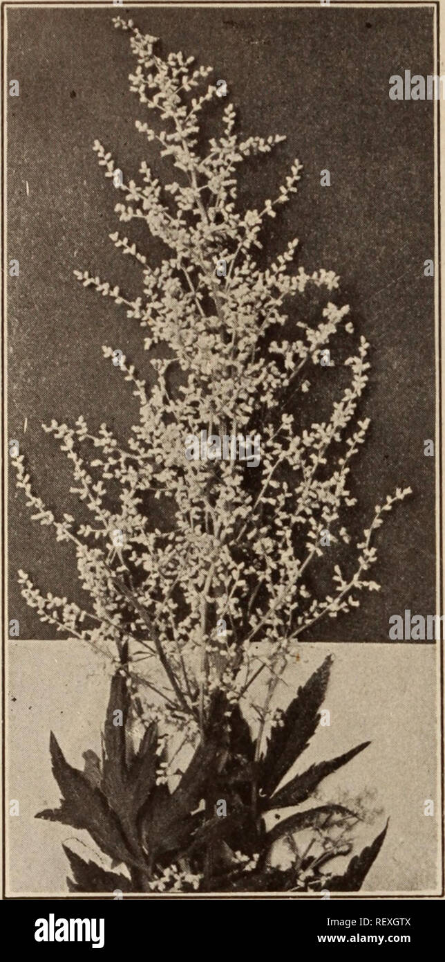 . Dreer's wholesale price list / Henry A. Dreer.. Nursery Catalogue. 60 HENRY A. DREER. PHILADELPHIA, PA.. WHOLESALE PRICE LIST. ARTEMISIA LACTIFLORA Arabis (Rock Cress). Aiplna. Early flowering, single white, 3-inch pots . $0 85 $6 00 Flore Plena. Double white, 3-inch pots .1 25 8 00 Arenaria (Sand Wort). Montana. 3-inch pots 1 50 10 00 Armeria Plantaginea Gigantea (New Giant Thrift). The most effective variety yet introduced, grows fully 3 feet high, with rigid stems, bearing large globular heads of glistening pink flowers. 35 cts. each; $3.50 per doz. Armeria (Thrift—Sea Pink). doz. Per 100 Stock Photo