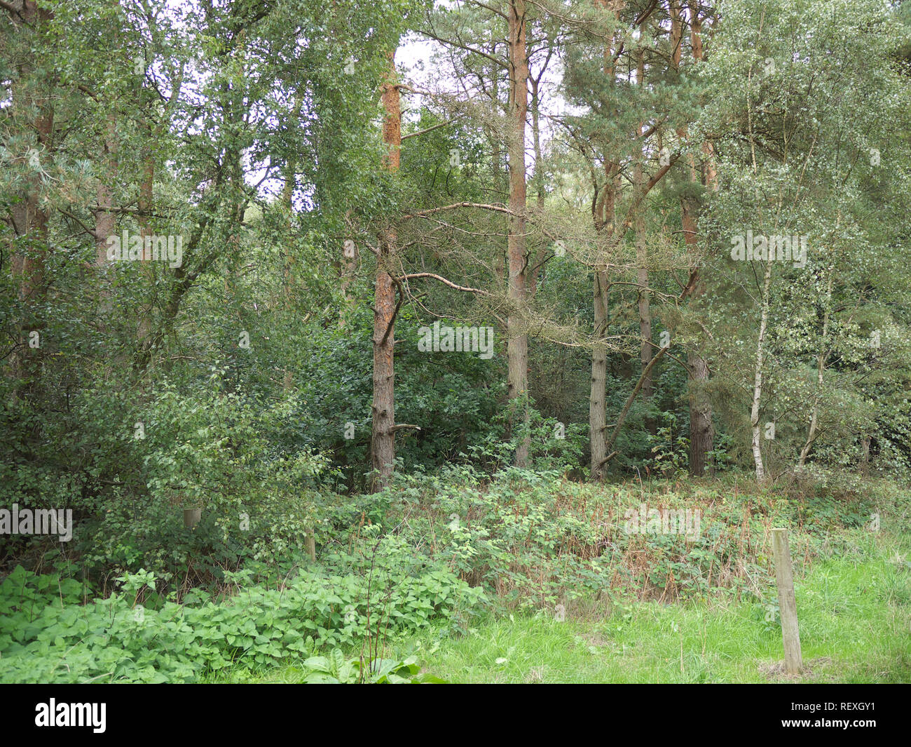 Willingham woods near Market Rasen Stock Photo Alamy