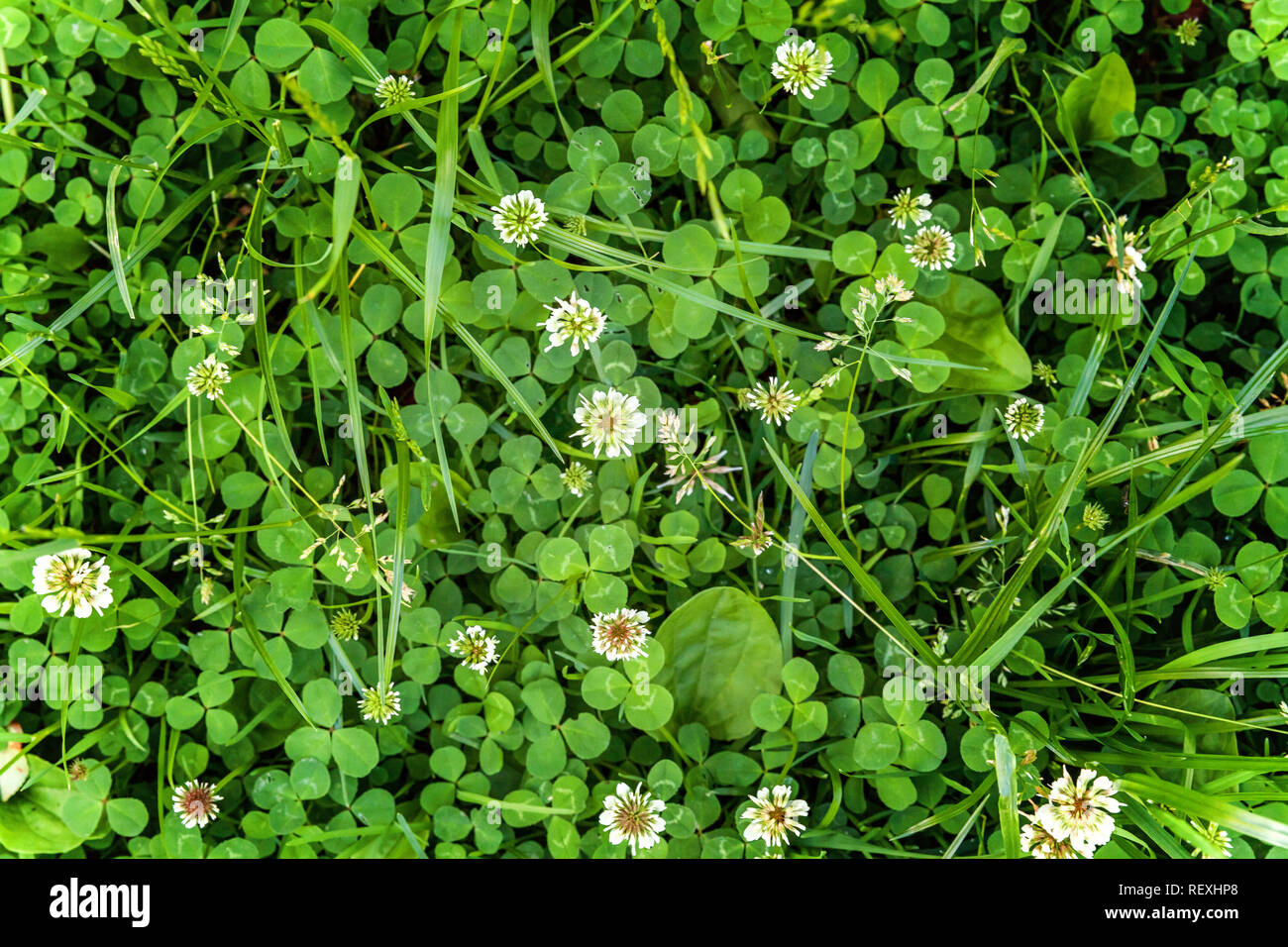 White dutch clover on lawn hires stock photography and images Alamy