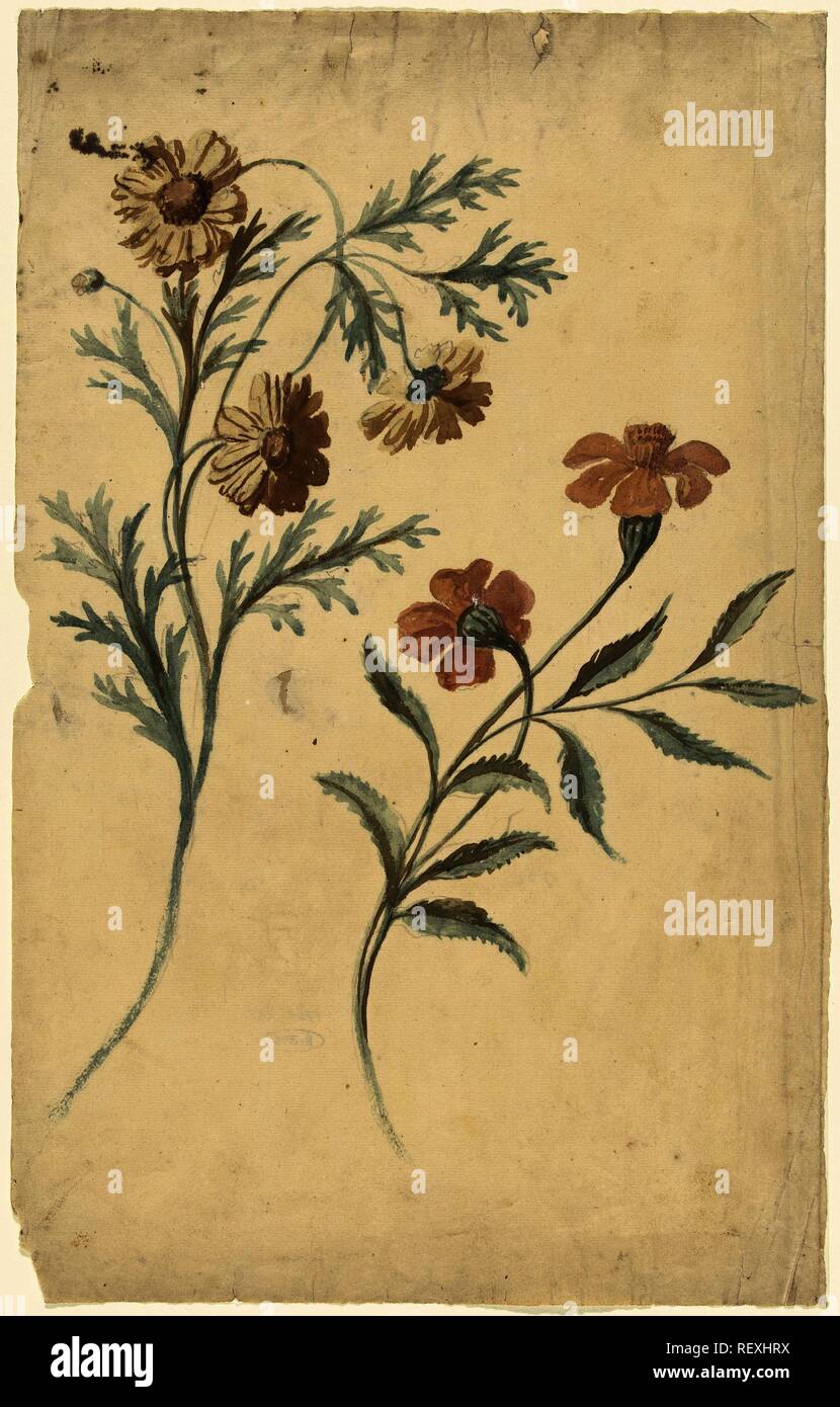 Flower study of a red and a brown flower. Draughtsman: Elias van Nijmegen. Dating: 1677 - 1755. Measurements: h 378 mm × w 239 mm. Museum: Rijksmuseum, Amsterdam. Stock Photo