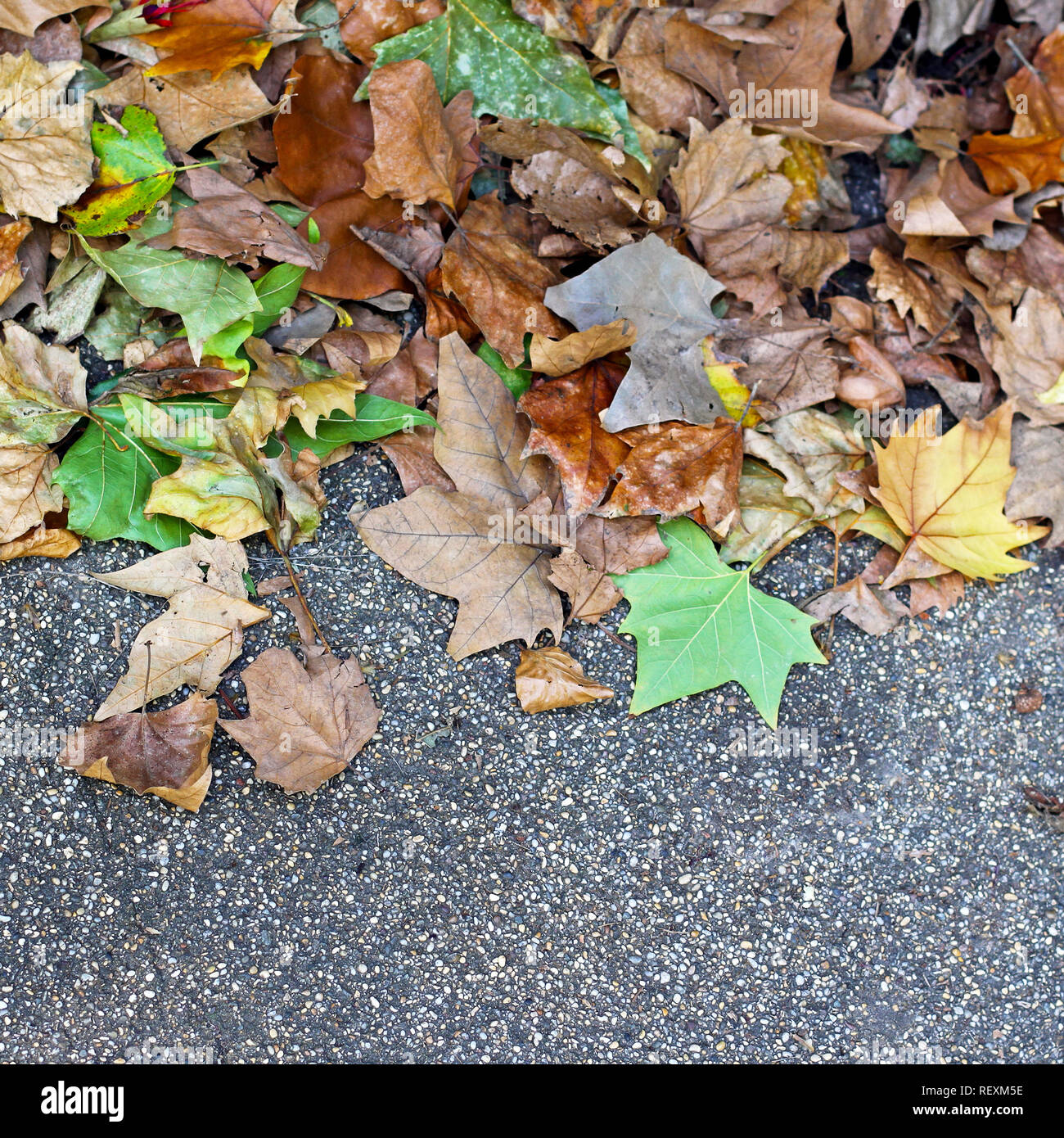 Fallen leaves in the park in autumn Stock Photo - Alamy