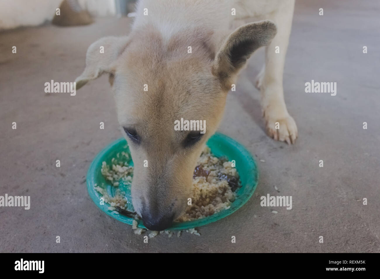 dog eating sticky rice in green plate for his breakfast alone close up