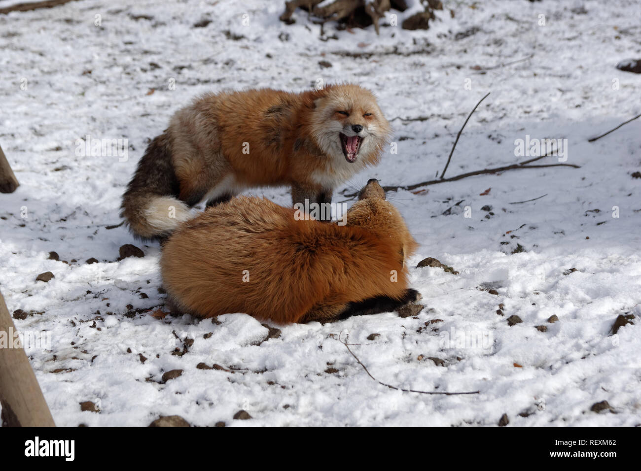 Foxes, Zao Fox Village, Shiroishi, Miyagi Prefecture, Japan Stock Photo Alamy
