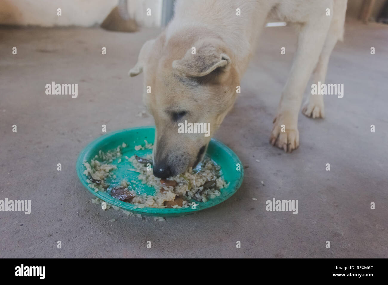 dog eating sticky rice in green plate for his breakfast alone close up