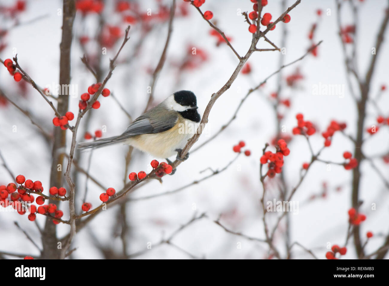 Bird in winterberry hires stock photography and images Alamy