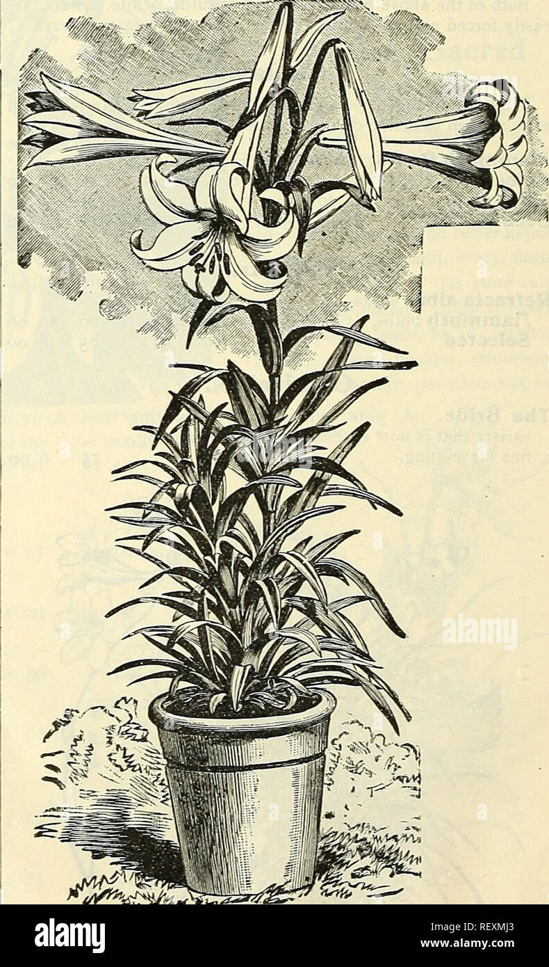 . Dreer's wholesale price list : plants bulbs seasonable flower and vegetable seeds fertilizers, tools, etc., etc. Bulbs (Plants) Catalogs; Flowers Seeds Catalogs; Vegetables Seeds Catalogs; Nurseries (Horticulture) Catalogs. Mnscaria. j Per 100 Per 1000 Botyroides (Blue Grape Hyacinth) . . $o 40 S3 00 &quot; alba (White Grape Hyacinth) 50 Or nithogalnm. Arabicum (Star of Bethlehem) 4 50 I 50 14 00 SPIR.^A ASTILBOIDES FLORIBUNDA 8 00 Oxalis. Bermuda Buttercup i 00 Grand Duchess, pink i 25 &quot; &quot; white I 25 &quot; &quot; lavender I 25 Spiraea. All extra heavy strong clumps. Japonica 4 00 Stock Photo