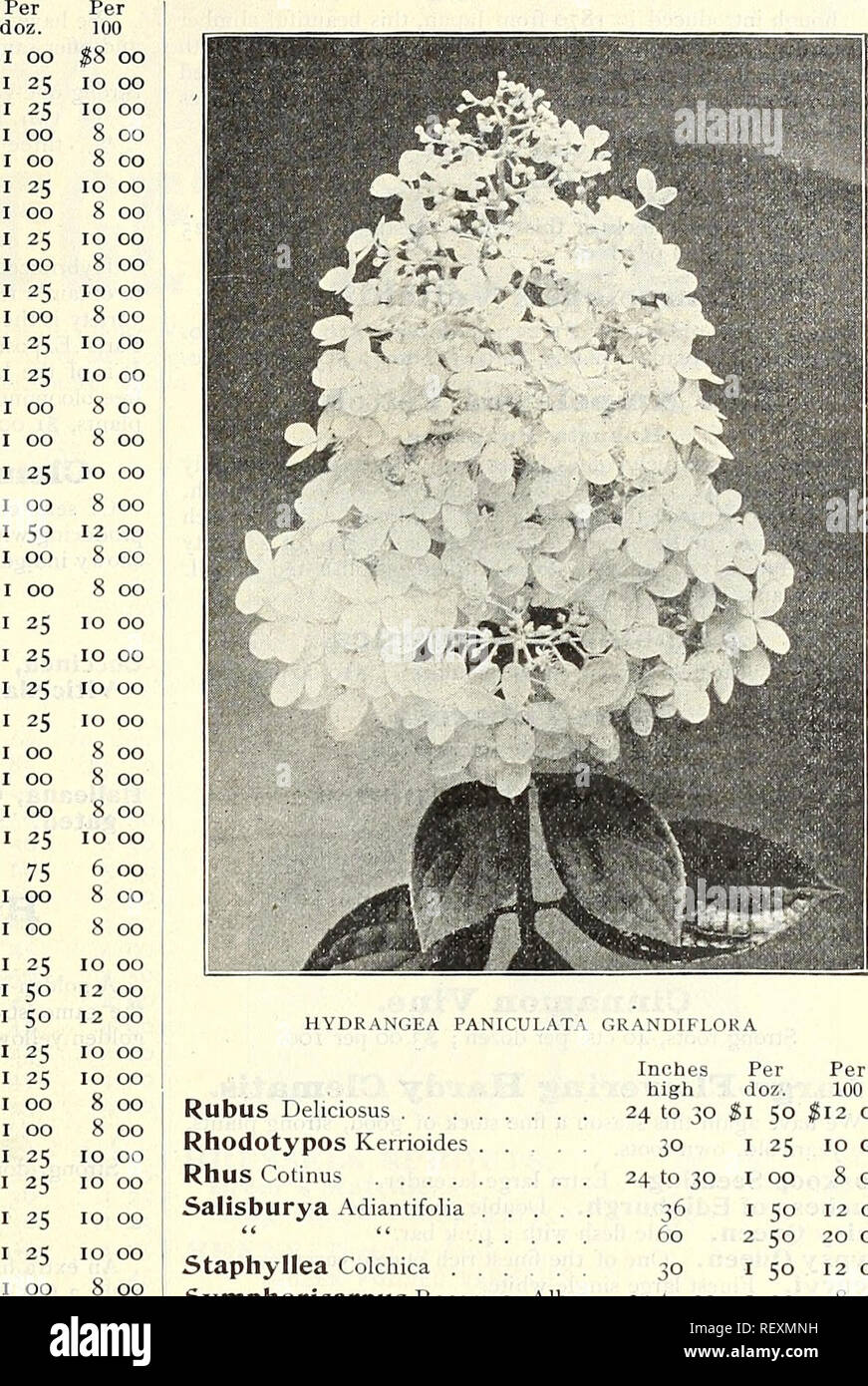 . Dreer's wholesale price list for 1903 : flower seeds, bulbs plants tools, fertilizers, insecticides, sundries, etc. Bulbs (Plants) Catalogs; Flowers Seeds Catalogs; Vegetables Seeds Catalogs; Nurseries (Horticulture) Catalogs. WHOLESALE PRICE LIST. 53 General Collection HARDY SHRUBS. No Charge for BOXES or PACKING. Althea Alba Plena . Boule de Feu . Grandiflora . Folia Variegata Jeanne D'Arc . Lilacea .... Rubra Plena . Totus Alba Violacea . Aralia Pentaphylla â¢ Amorpha Fruticosa Baccharis Halimifolia Buddleya Variabilis Berberis Thunbergii &quot; Japonica &quot; Purpurea Caragana Arboresce Stock Photo