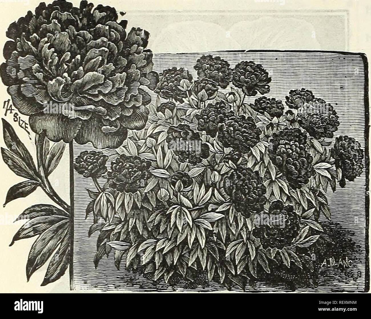 Pa Ony High Resolution Stock Photography And Images Alamy