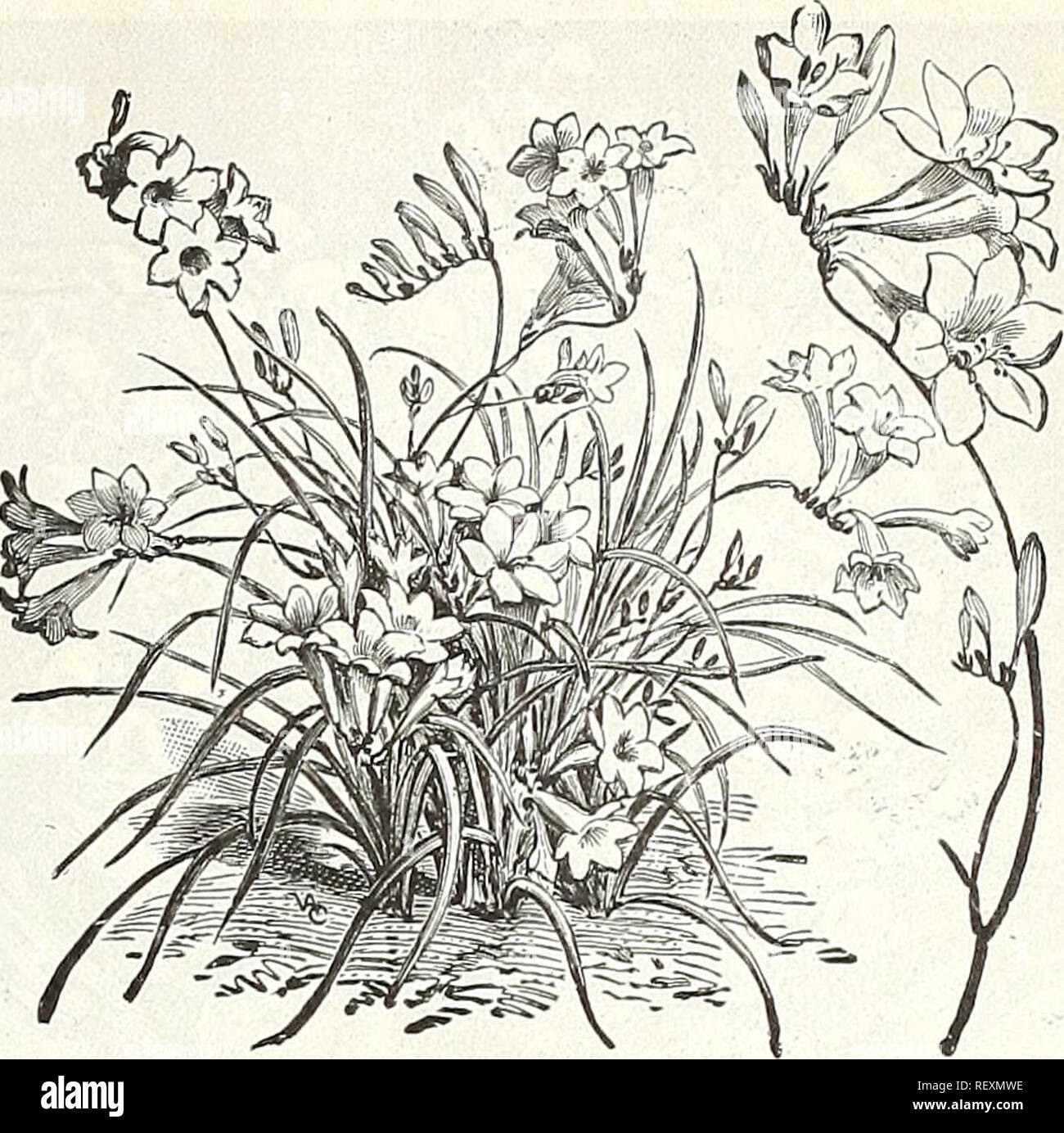 . Dreer's wholesale price list : bulbs plants flower seeds vegetable seeds grass seeds fertilizers, insecticides, tools, etc. Bulbs (Plants) Catalogs; Flowers Seeds Catalogs; Vegetables Seeds Catalogs; Nurseries (Horticulture) Catalogs. DIELYTRA SPECTABILIS (BLEEDING HEART Calocliortus. nixed Varieties. Per doz. Per 100 All colors ;fo 20 ;gl 25 ChionodOXa (Glory of the Snow). Lucill^e. $6.00 per 1000 15 75 Qigantea. ^8.00 per 1000 20 i 00 Sardensis. $6 00 per 1000 15 75 Tmoulsi. ;J8.oo per 1000 20 i 00 Coldlicum (Autumn Crocus). Autumnale. Mixed colors 40 2 75 Parliinsoni 20 i 50 Croivn Imperi Stock Photo