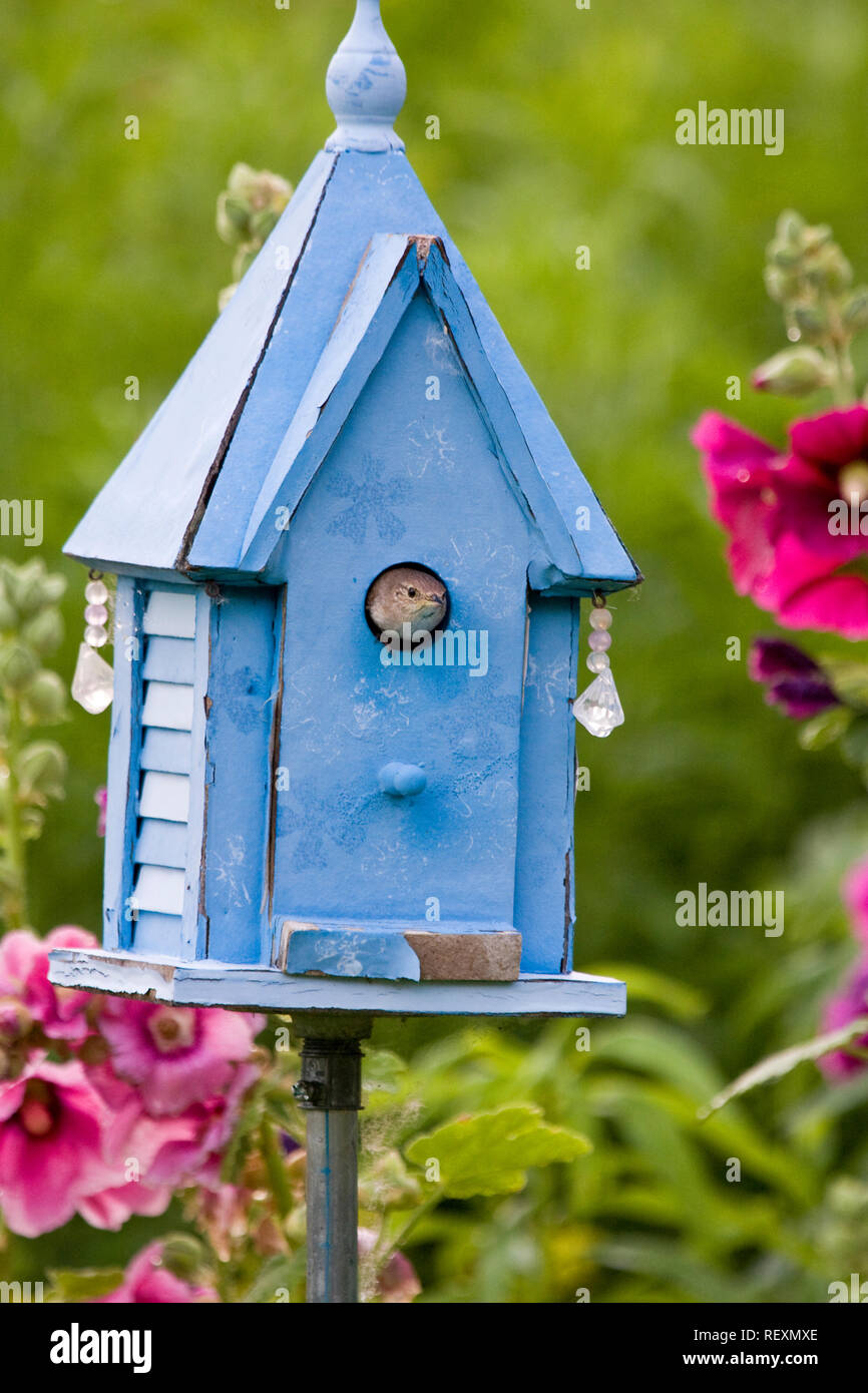 1324-01410 House Wren (Troglodytes aedon) at blue nest box near Hollyhocks (Alcea rosea) Marion Co. ,  IL Stock Photo