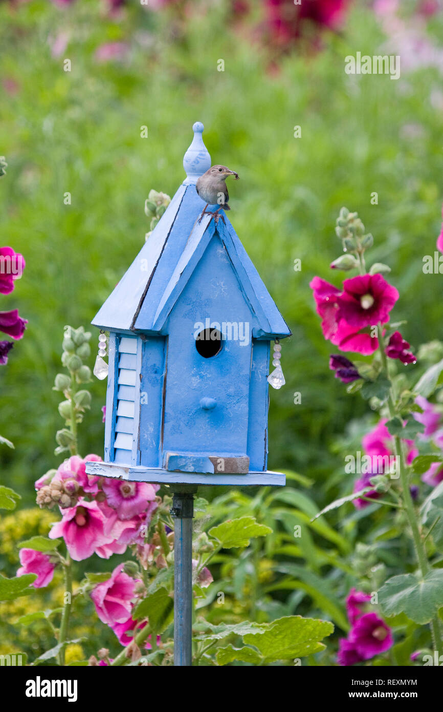 01324-01411 House Wren (Troglodytes aedon) at blue nest box near Hollyhocks (Alcea rosea) Marion Co. ,  IL Stock Photo