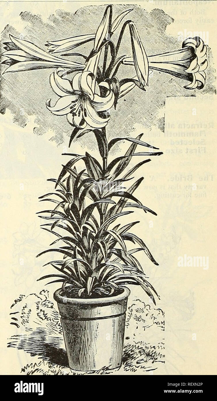 . Dreer's wholesale price list : summer edition 1903 July to August plants bulbs seasonable flower and vegetable seeds, fertilizers, tools, etc., etc. Bulbs (Plants) Catalogs; Flowers Seeds Catalogs; Vegetables Seeds Catalogs; Nurseries (Horticulture) Catalogs. Mnscaria. per 100 Per lono Botyroides (Blue Grape Hyacinth) ... ^o 40 $3 50 &quot; alba (White Grape Hyacinth) 60 5 00 Ornitliogalniii. Arabicum (Star of Bethlehem) I 50 14 00 Oxalis. Bermuda Buttercup I 00 8 03 SPIR^A ASTILBOIDES FLORIBUNDA. Spiraea. All extra heavy strong chimps. Japonica 3 5° Zi &quot;^^ &quot; compacta multiflora .. Stock Photo