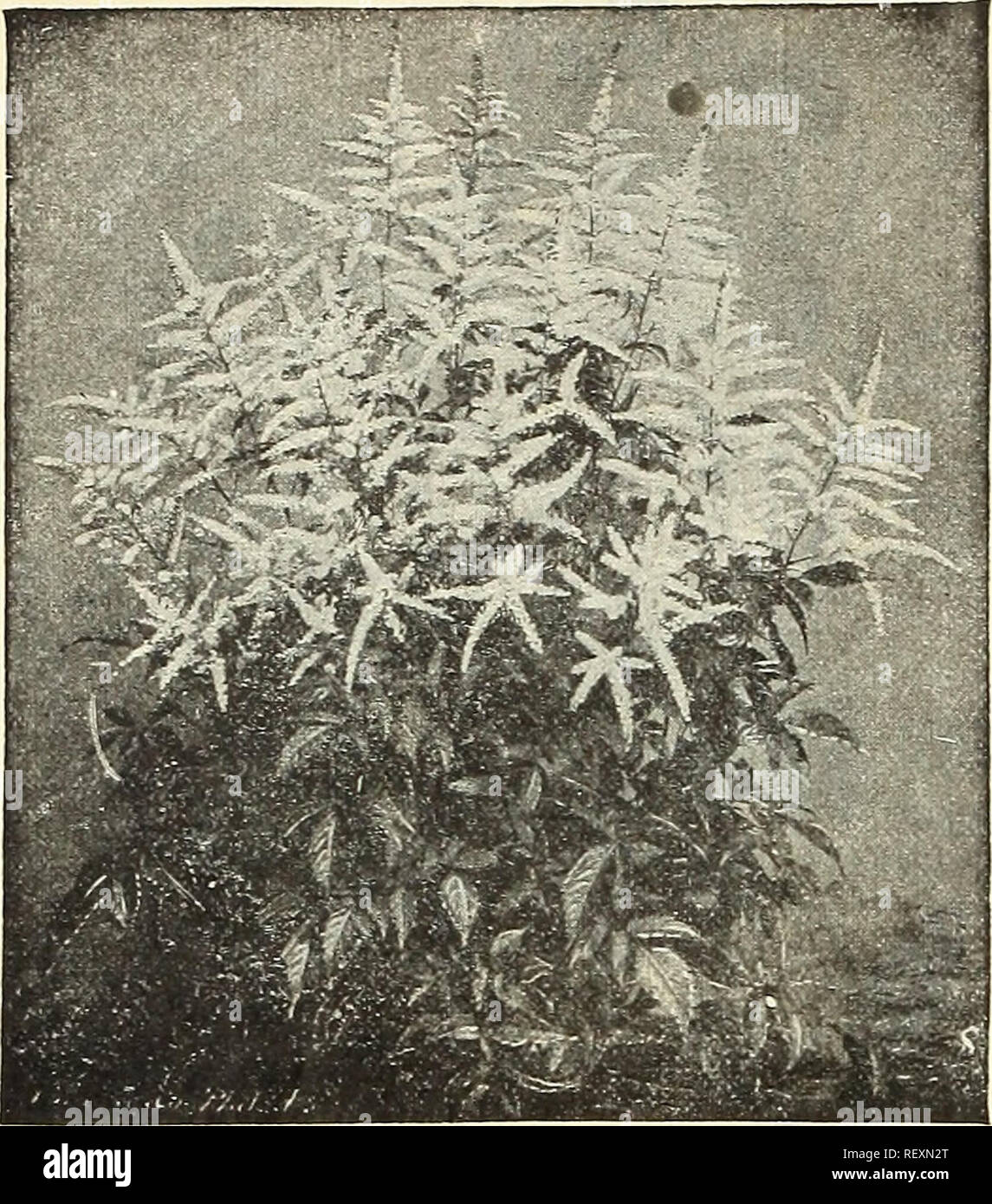 . Dreer's wholesale price list : summer edition 1903 July to August plants bulbs seasonable flower and vegetable seeds, fertilizers, tools, etc., etc. Bulbs (Plants) Catalogs; Flowers Seeds Catalogs; Vegetables Seeds Catalogs; Nurseries (Horticulture) Catalogs. 16 HENRY A. DREER, Philadelphia, Pa, -. Mnscaria. per 100 Per lono Botyroides (Blue Grape Hyacinth) ... ^o 40 $3 50 &quot; alba (White Grape Hyacinth) 60 5 00 Ornitliogalniii. Arabicum (Star of Bethlehem) I 50 14 00 Oxalis. Bermuda Buttercup I 00 8 03 SPIR^A ASTILBOIDES FLORIBUNDA. Spiraea. All extra heavy strong chimps. Japonica 3 5° Z Stock Photo