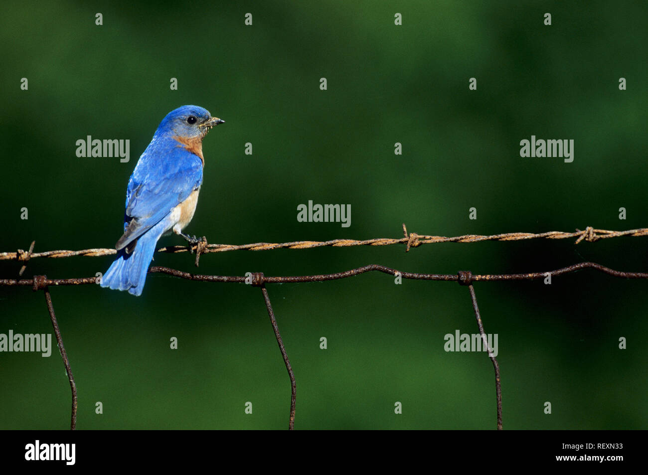 01377-02314 Eastern Bluebird (Sialia sialis) male on barbed wire fence IL Stock Photo