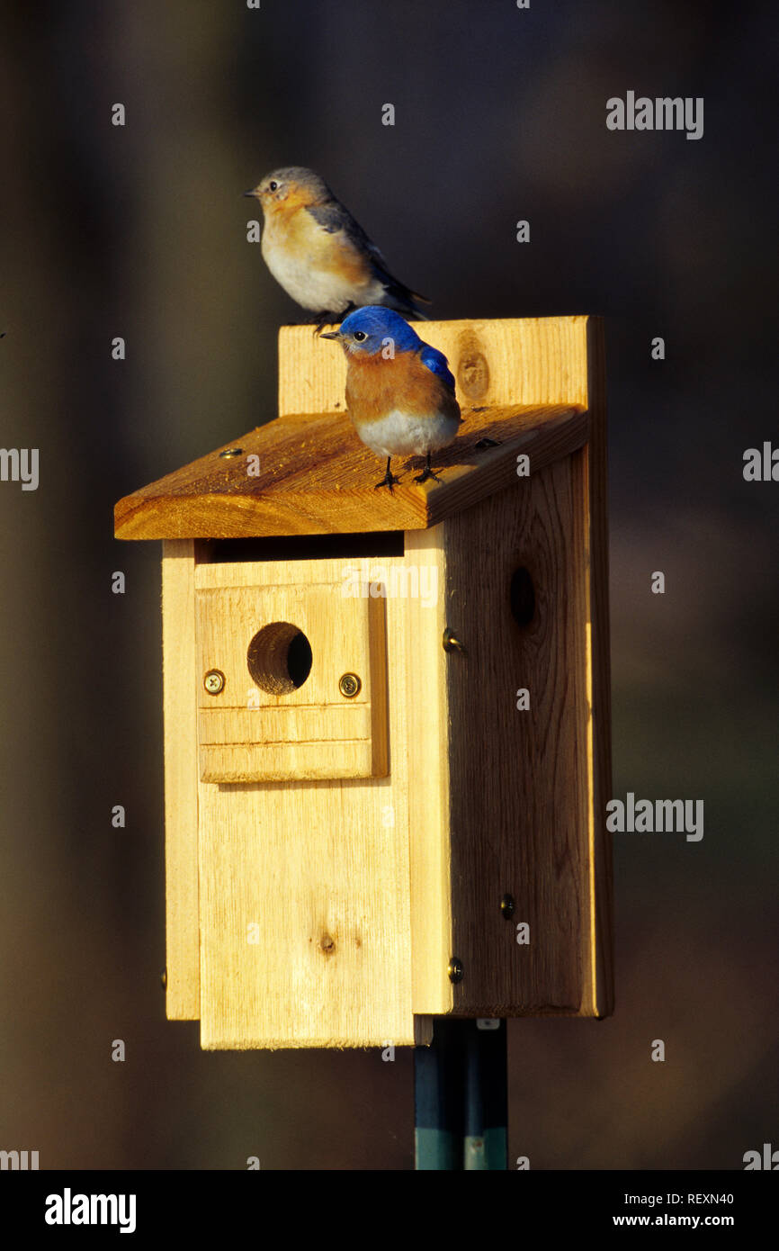 Bluebird in nest box hi-res stock photography and images - Alamy