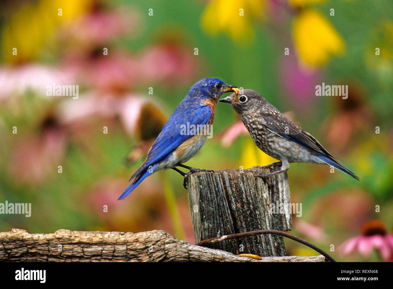 Eastern bluebird male feeding fledgling on fence near flower gar hi-res