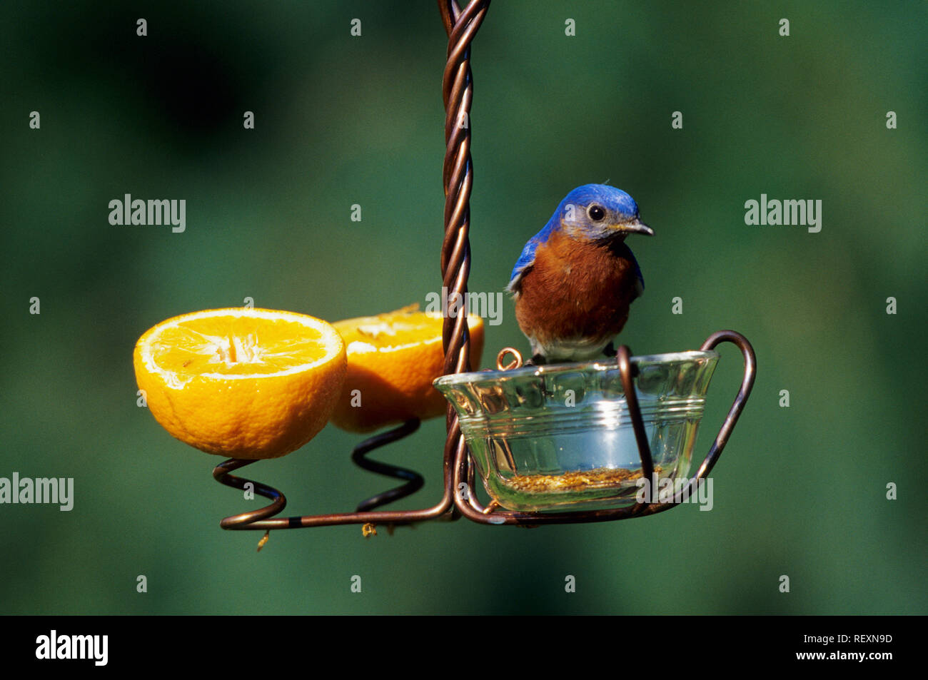 01377 12318 Eastern Bluebird Sialia Sialis Male On Holland Hill