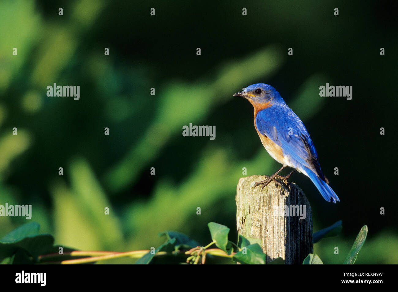 01377-12719 Eastern Bluebird (Sialia sialis) male on fence post with Dropmore Scarlet Honeysuckle  Marion Co. IL Stock Photo