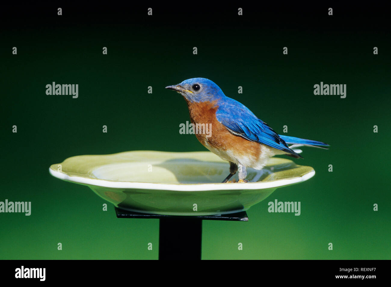 01377 14407 Eastern Bluebird Sialia Sialis Male Eating Mealworms