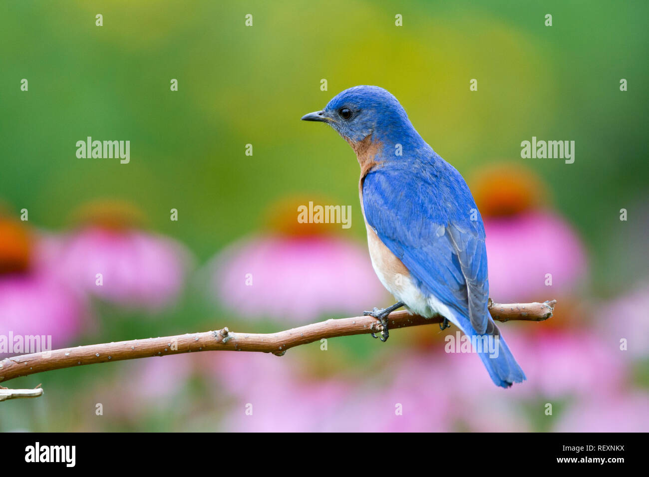 01377-17702 Eastern Bluebird (Sialia sialis) male on perch near flower garden, Marion Co. IL Stock Photo