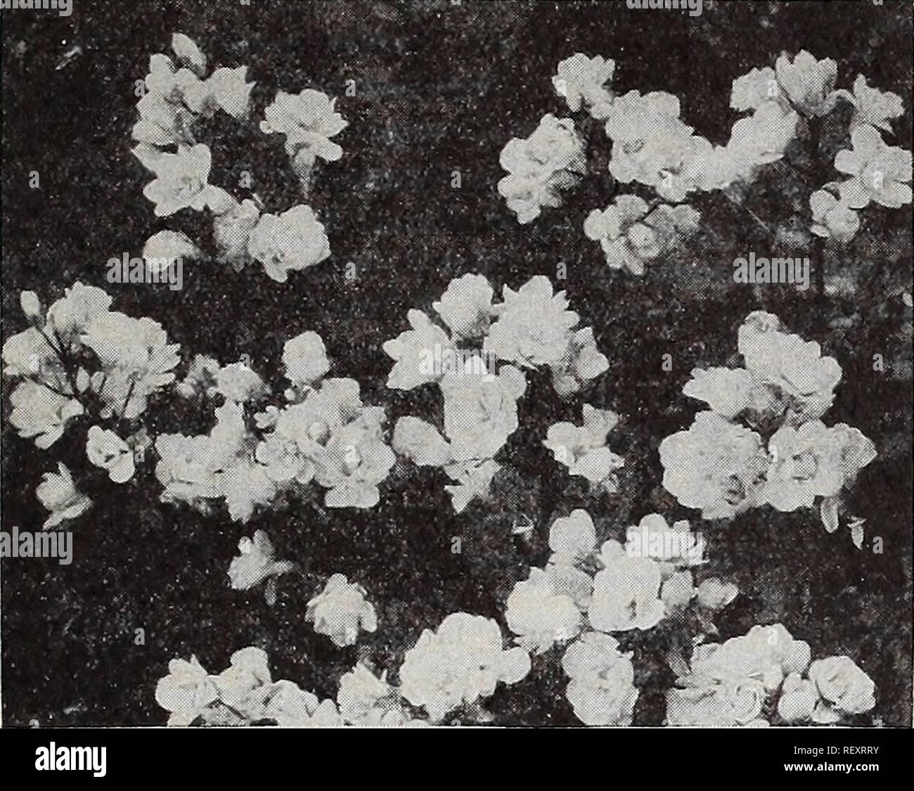 . Dreer's wholesale catalog for florists : winter spring summer 1937. Bulbs (Plants) Catalogs; Vegetables Seeds Catalogs; Flowers Seeds Catalogs; Nurseries (Horticulture) Catalogs; Gardening Equipment and supplies Catalogs. ^ HENRY A. DREER Hafdy Percniiial Plants wholesale list. Arabis alpina flore plena Arabis—Rock Cress Per doz. Per 100 Alpina. Single white; 3-inch pots $1 50 $10 00 — fl. pi. 3-inch pots 2 50 15 00 — rosea. 3-inch pots 2 50 15 00 Arenaria—Sandwort Montana. 3-inch pots 1 50 10 00 Verna caespitosa. 3-incli pots 1 50 10 00 Armaria—Thrift, Sea Pink Cephalotes, Bees Ruby. Has st Stock Photo