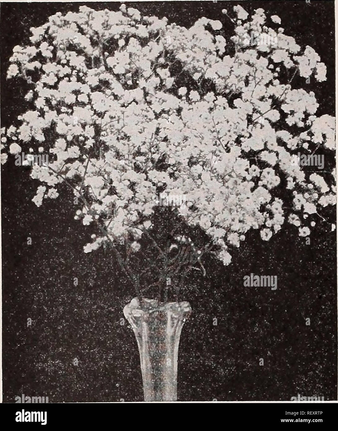 . Dreer's wholesale catalog for florists : autumn 1938 edition. Bulbs (Plants) Catalogs; Vegetables Seeds Catalogs; Flowers Seeds Catalogs; Nurseries (Horticulture) Catalogs; Gardening Equipment and supplies Catalogs. HENRY A, DREER Hardy Perennial Plants wholesale cataloc^. Double Gypsophila Bristol Fairy Gypsophila—Baby's Breath Bristol Fairy. A splendid double-flowering variety. Strong, 2-year, field-grown plants, $3.50 per doz.; $25.00 per 100. Fauiculata flore pleno. Strong, field-grown, flowering roots of this desirable double-flowering form of Baby's Breath. $3.50 per doz.; $25.00 per 1 Stock Photo