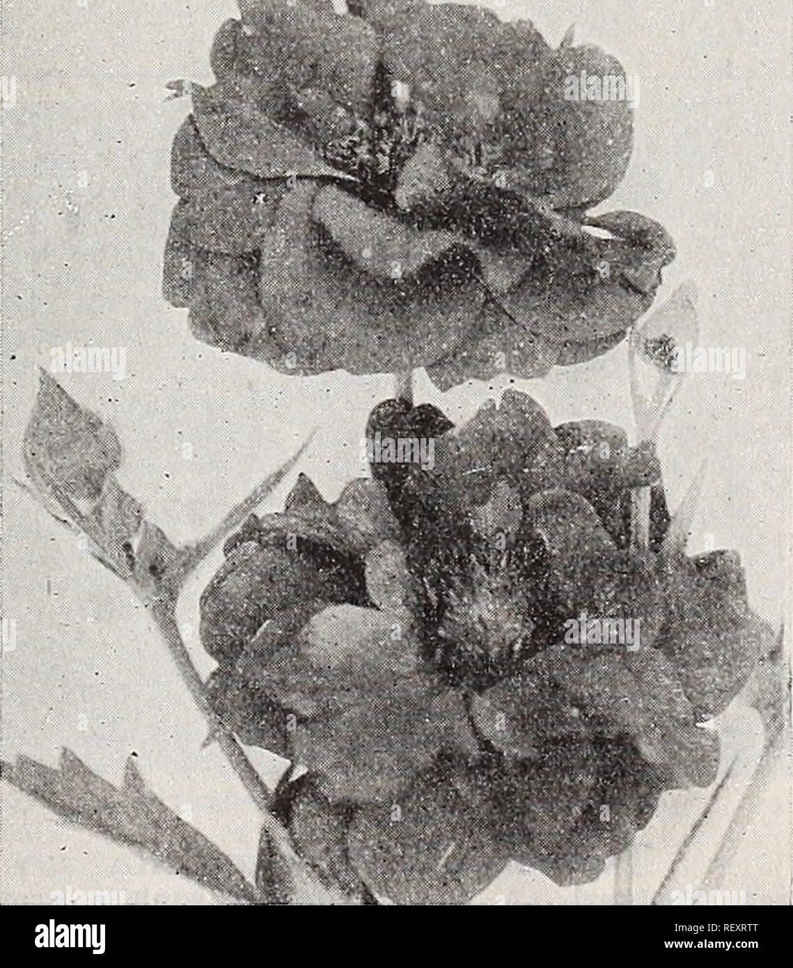 . Dreer's wholesale catalog for florists : autumn 1938 edition. Bulbs (Plants) Catalogs; Vegetables Seeds Catalogs; Flowers Seeds Catalogs; Nurseries (Horticulture) Catalogs; Gardening Equipment and supplies Catalogs. Epimedium Epimedium—Barrenwort, Bishop's Hat Per doz. Per 100 Muschianum mbrum. Deep red $3 50 $25 00 Nlvenm. Snow white 3 50 25 00 Snlphnrenm. Fine yellow 3 50 25 00 Eupatorium—Mistflower Coelestiniuu 1 50 10 00 Funkia—Hosta, Plantain Lily Subcordata ffrandiflora (The White Day Lily) 2 50 15 00 Undulata m.edia plcta 2 00 12 00 Gaillardia—Blanket Flower Grandiflora 1 50 10 00 Gen Stock Photo