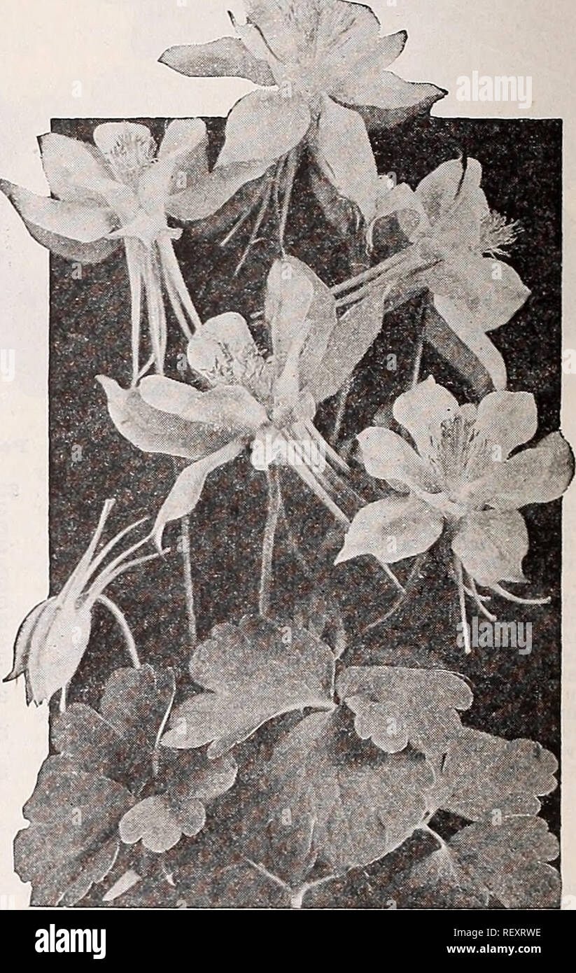 . Dreer's wholesale catalog for florists : autumn 1938 edition. Bulbs (Plants) Catalogs; Vegetables Seeds Catalogs; Flowers Seeds Catalogs; Nurseries (Horticulture) Catalogs; Gardening Equipment and supplies Catalogs. Alyssum saxalile compactum Alyssum—Madwort Saxatile compactuiu — fl. pi Per doz. Per 100 $1 50 $10 00 3 50 25 00. Dreer's Long-Spurred Aquilegla or Columbine Aquilegia—Columbine Per doz. Per 100 Dreer's Loug-Spurred Pink $1 50 $10 00 Hybrids. Choicest mixture 1 50 10 00 Arenaria—Sandwort Montana i 50 10 00 -Thrift, Sea Pink Armeria- Cephalotes, Bee's Ruby. Has stout stems with la Stock Photo