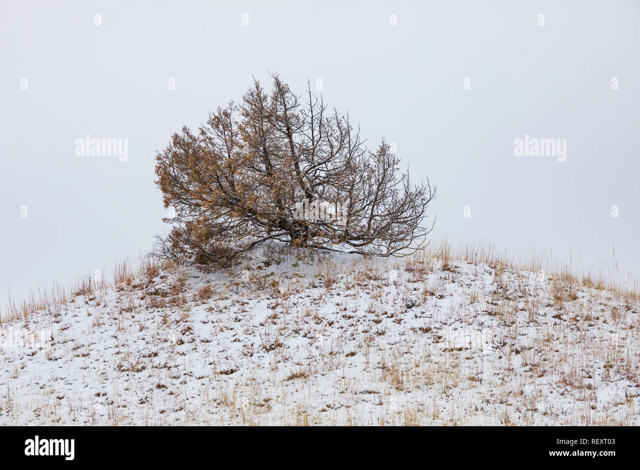 Rocky Mountain Juniper, Juniperus scopulorum, trees burned by wildfire, on a snowy November day in the South Unit of Theodore Roosevelt National Park, Stock Photo
