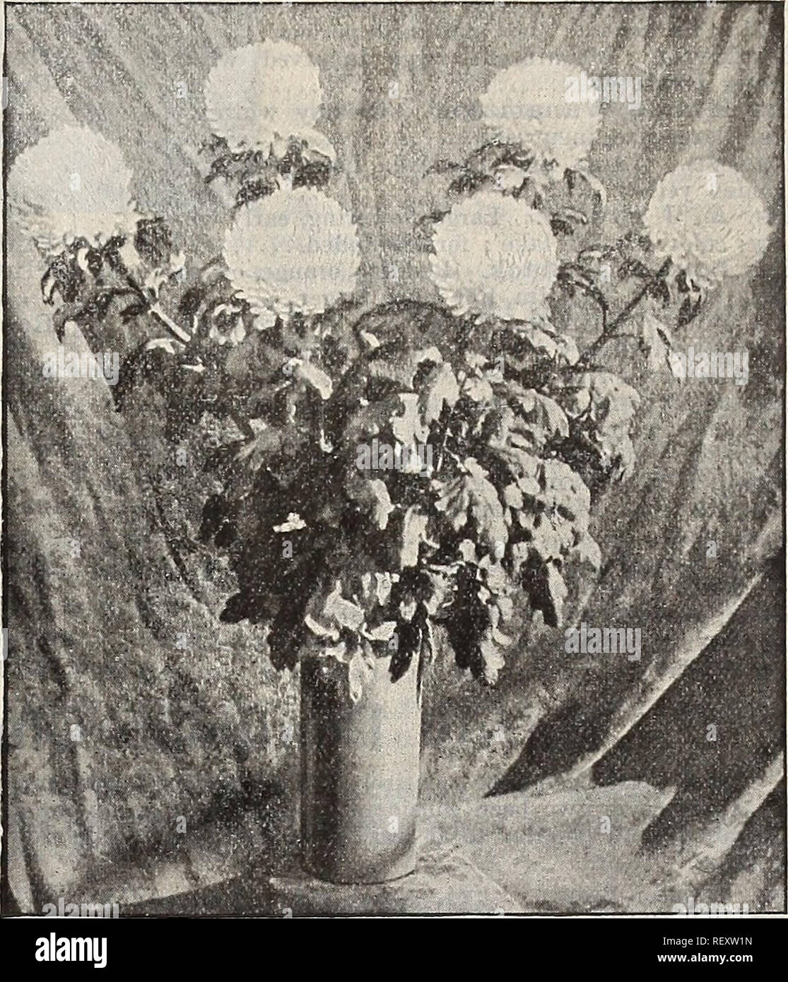 . Dreer's quarterly wholesale price list : seeds plants bulbs tools fertilizers sundries &c. Bulbs (Plants) Catalogs; Flowers Seeds Catalogs; Vegetables Seeds Catalogs; Gardening Equipment and supplies Catalogs; Nurseries (Horticulture) Catalogs. DREER'S WHOLESALE PRICE LIST. 29 ©Hi^ys/intHemhms. Two Fine New Varieties. GOLDEN TROPHY. A fine yellow variety, which was awarded a Certificate by the National Chryanthemum Society, and a valuable addition to the second early sorts It grows about 2 feet high, with foliage of great beauty and nicely car- ried up to the flower ; blooms large, incu Stock Photo