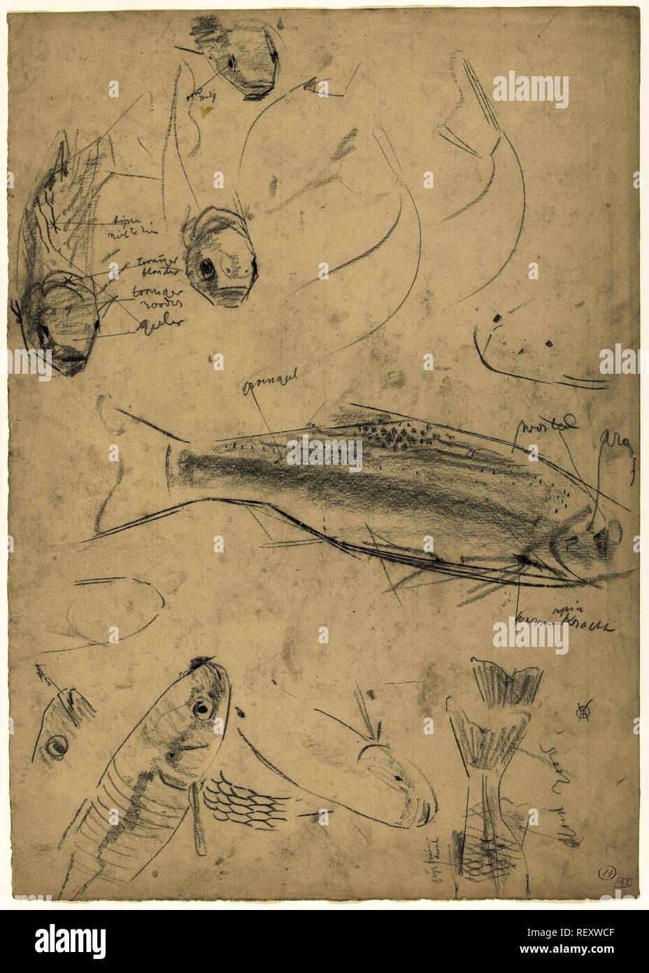 Studies of roaches, with color notes. Draughtsman: Gerrit Willem Dijsselhof. Dating: 1876 - 1924. Measurements: h 530 mm × w 377 mm. Museum: Rijksmuseum, Amsterdam. Stock Photo