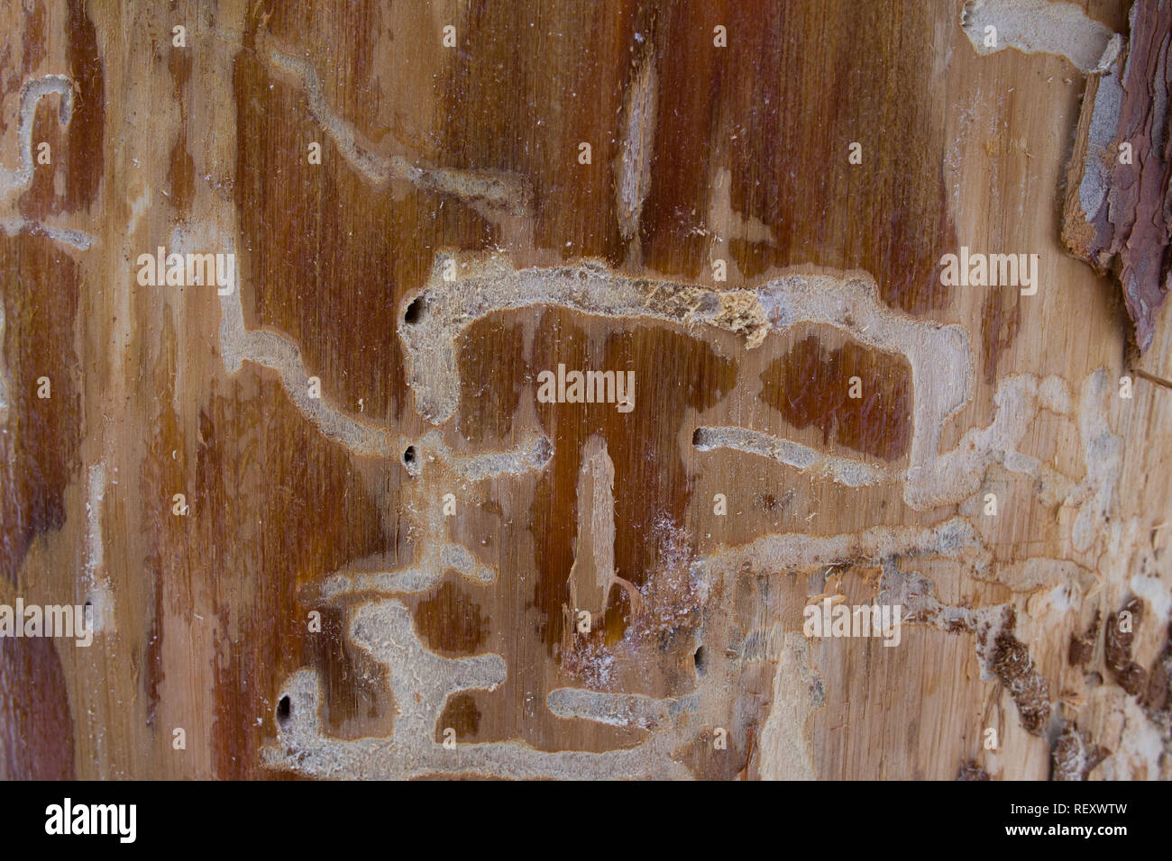 Background abstract composition of beetle tunnels under the bark of an old tree Stock Photo