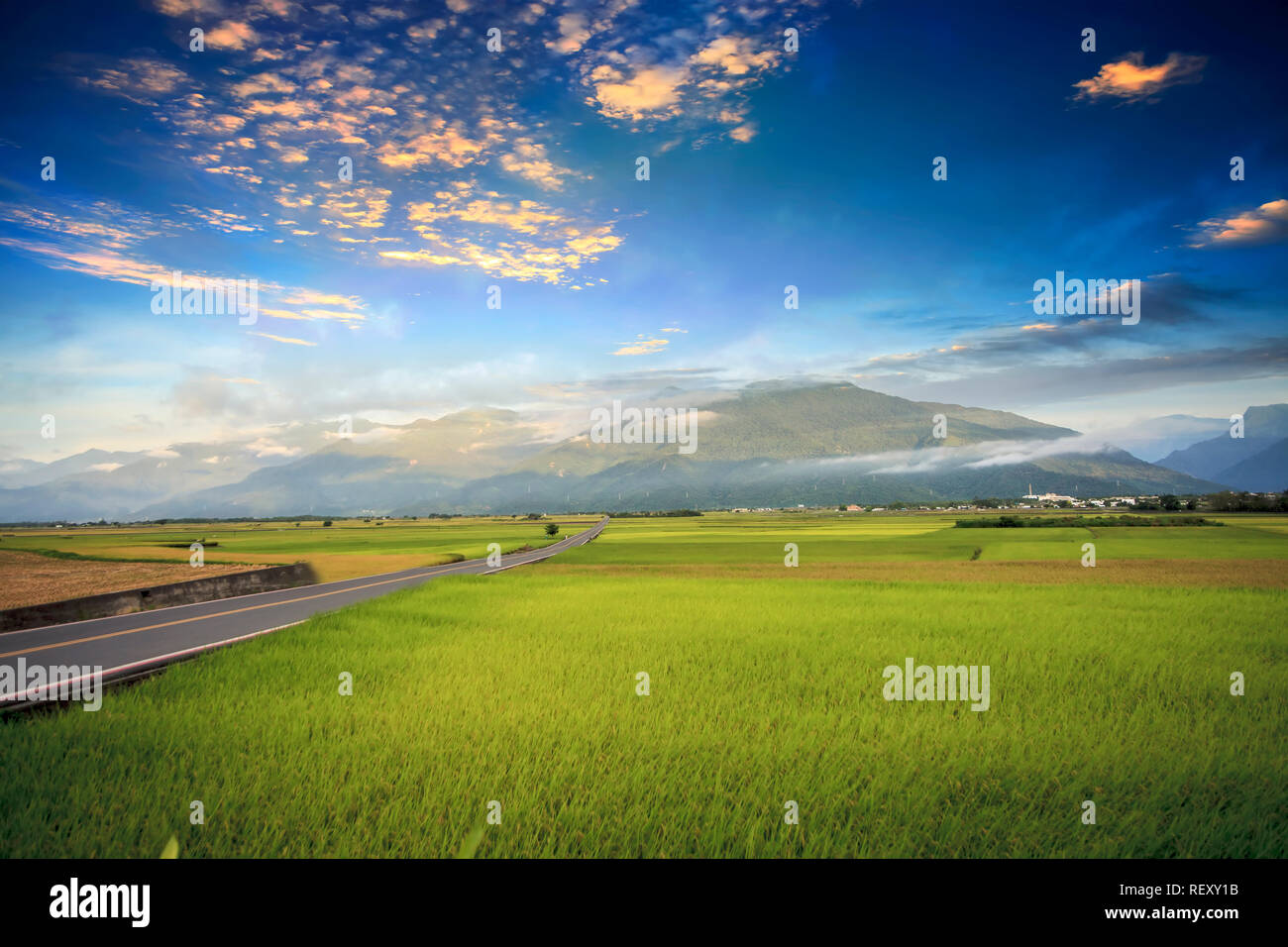 Rural scenery with golden paddy rice farm at Luye, Taitung, Taiwan