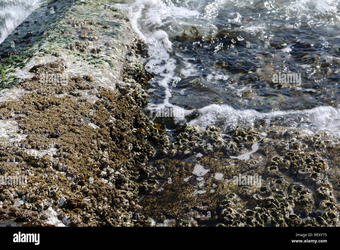 detail of Alki beach stairs covered in barnacles at high tide with a wave of water washing over the steps forming bubbles where it breaks Stock Photo