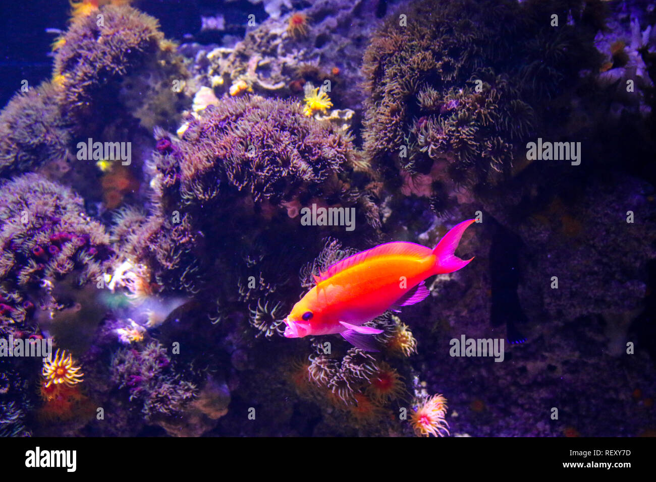 Neon tropical fish that lives on reefs in the pacific, at the Seattle Aquarium Stock Photo