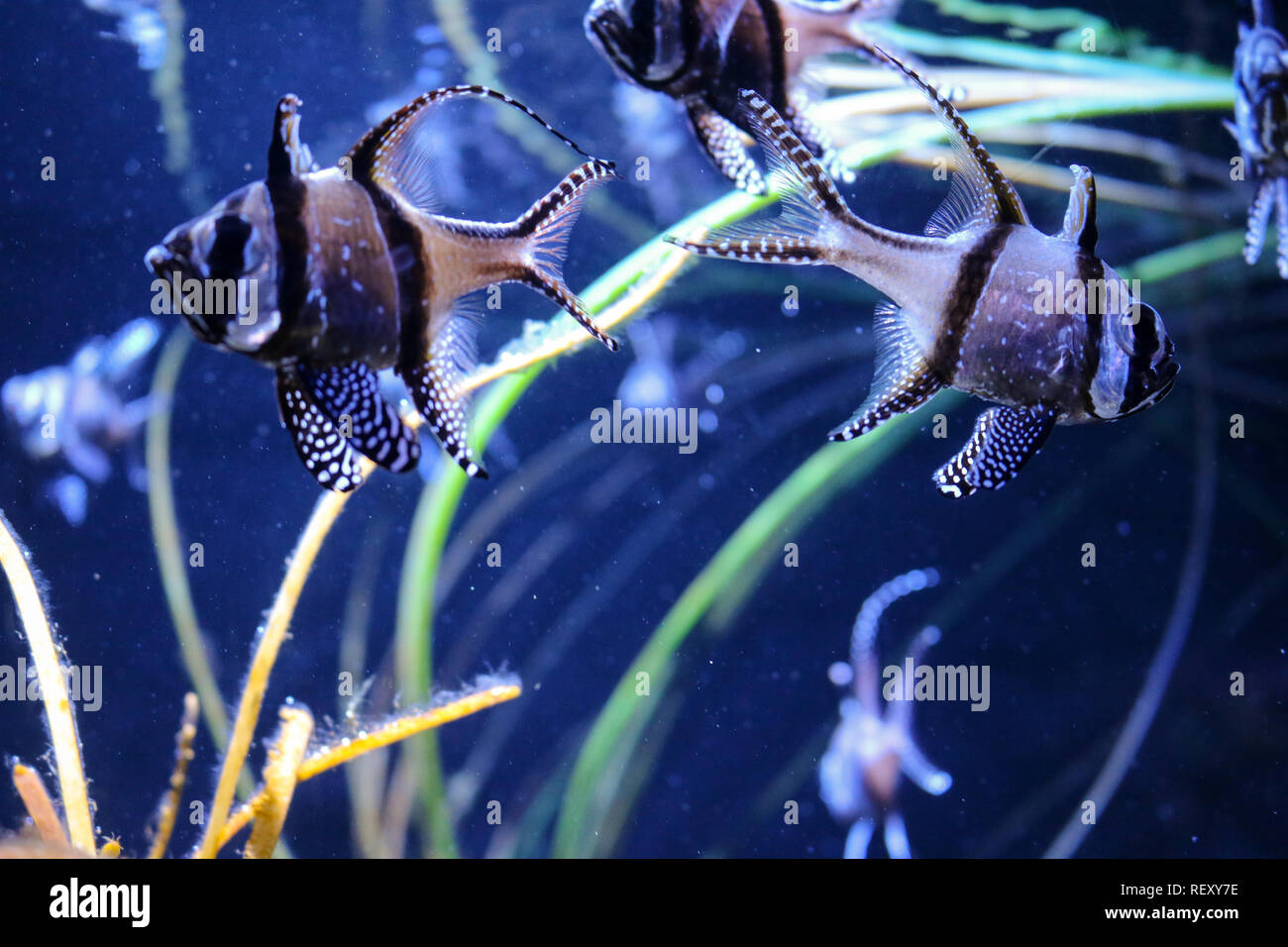 Group of Exotic tropical angel fish in the Seattle Aquarium that have black stripes with small white dotted markings Stock Photo