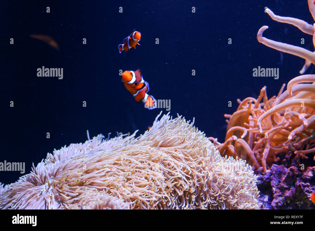 Nemo and his father, clownfish family above a sea anemone on a reef in the Seattle Aquarium Stock Photo
