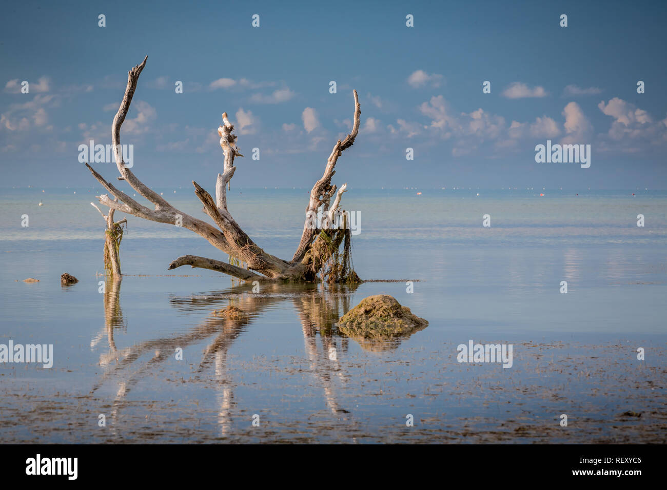 Driftwood in the keys Stock Photo Alamy