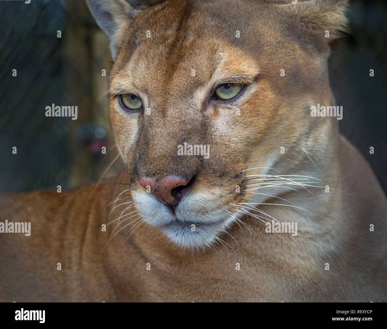 Florida panther profile Stock Photo