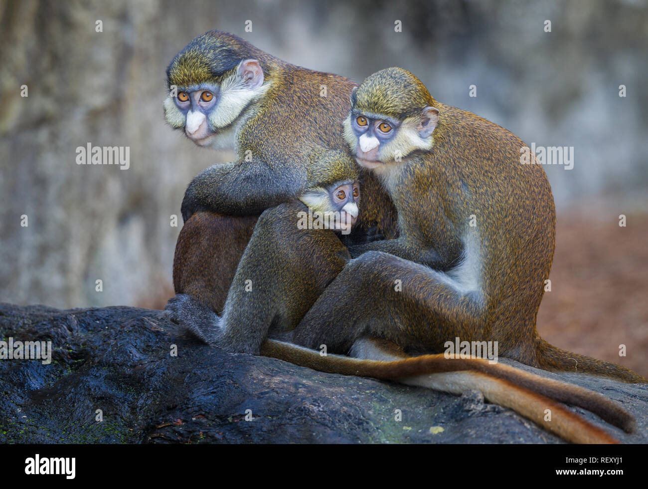 Red tailed Guenon monkey family in group hug Stock Photo