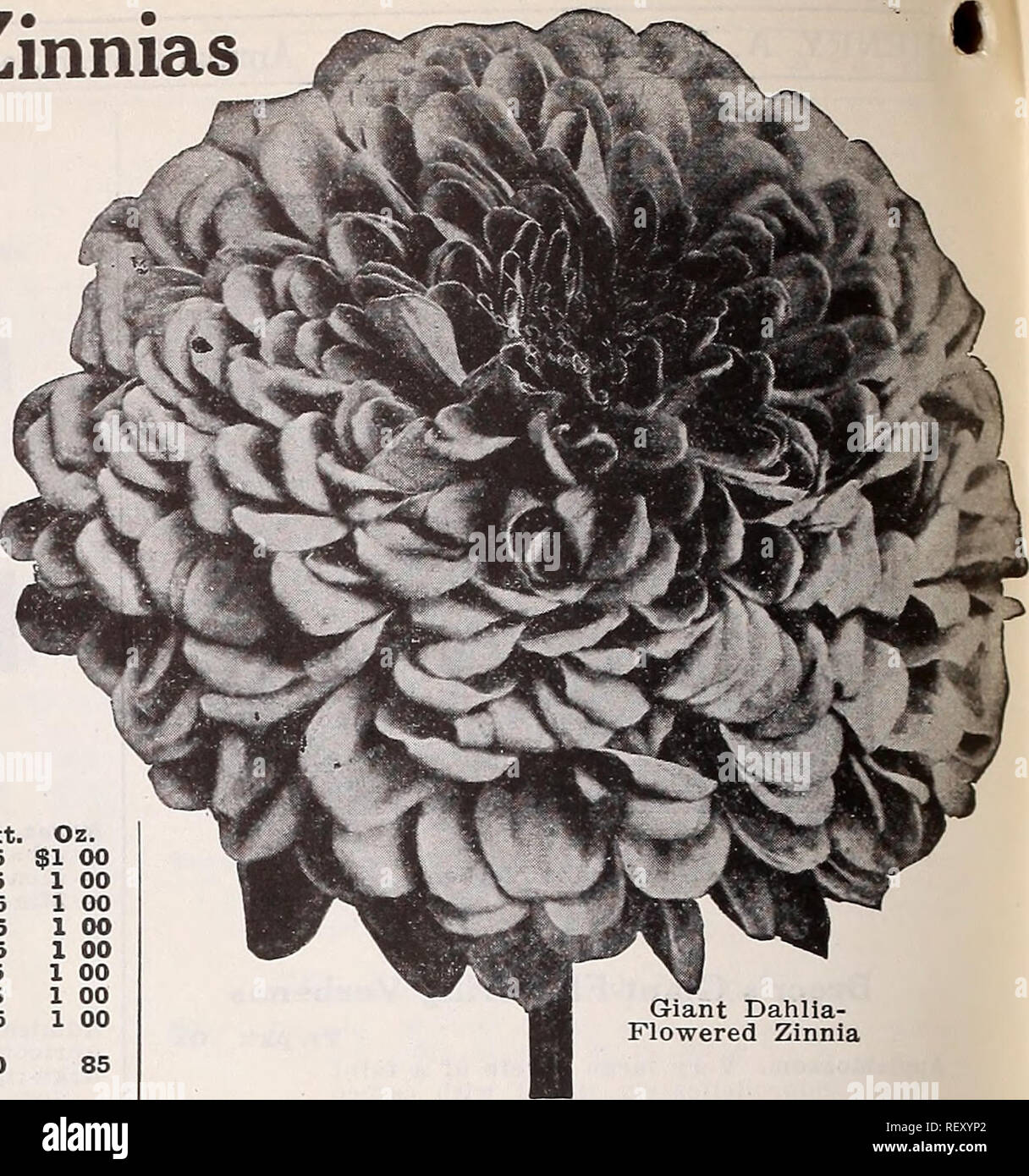 . Dreer's wholesale catalog for florists and market gardeners : 1940 winter spring summer. Bulbs (Plants) Catalogs; Vegetables Seeds Catalogs; Flowers Seeds Catalogs; Nurseries (Horticulture) Catalogs; Gardening Equipment and supplies Catalogs. Dreer's Superb Zinnias Giant Dahlia-Flowered Double Zinnias This wonderful type Is becoming better fixed each year. The flowers are of Immense size, In form like a Decorative Dahlia. Tr. pkt Oz. Canary Bird. Canary yellow...$0 25 $1 00 Crimson Uonarch. Crimson .... 25 1 00 Dream. Deep lavender 25 1 00 Exquisite. Rich rose-pink 25 1 00 Golden State. Gold Stock Photo