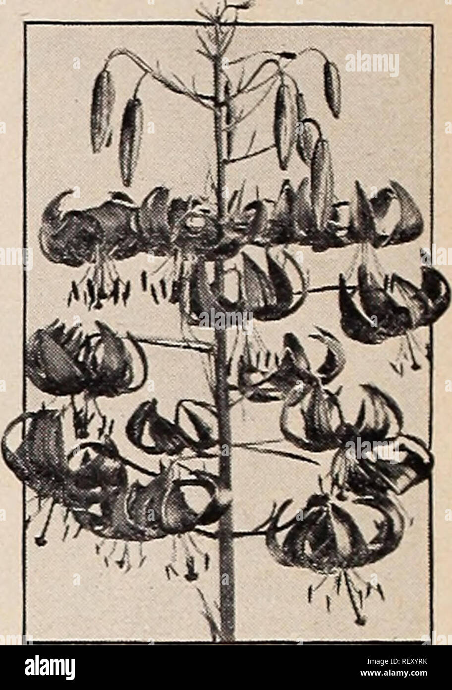 . Dreer's wholesale catalog for florists and market gardeners : autumn 1940 edition. Bulbs (Plants) Catalogs; Vegetables Seeds Catalogs; Flowers Seeds Catalogs; Nurseries (Horticulture) Catalogs; Gardening Equipment and supplies Catalogs. Helenium Double Hollyhock Lilium tenuifolium Helenium—Helen's Flower Strong-g^rowing hardy perennials giving an enormous crop of flowers in late summer. Tr. pkt. Vi Oz. Autumnale Superbum. Golden yellow flowers; 5 to 6 ft $0 50 $1 00 Blverton Oem. Old gold changing to Wallflower red 50 1 00 Helianthemum—Rock or Sun Rose Uutabile, exceedingly pretty, low-growi Stock Photo