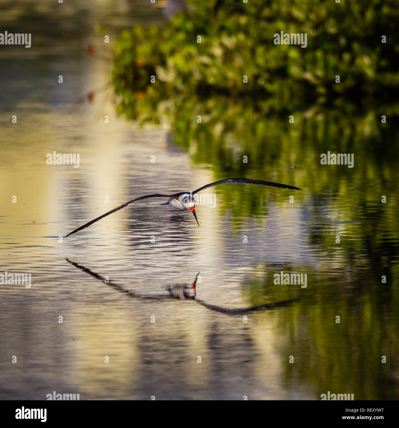 Skimmer skims over water fishing at dawn Stock Photo Alamy
