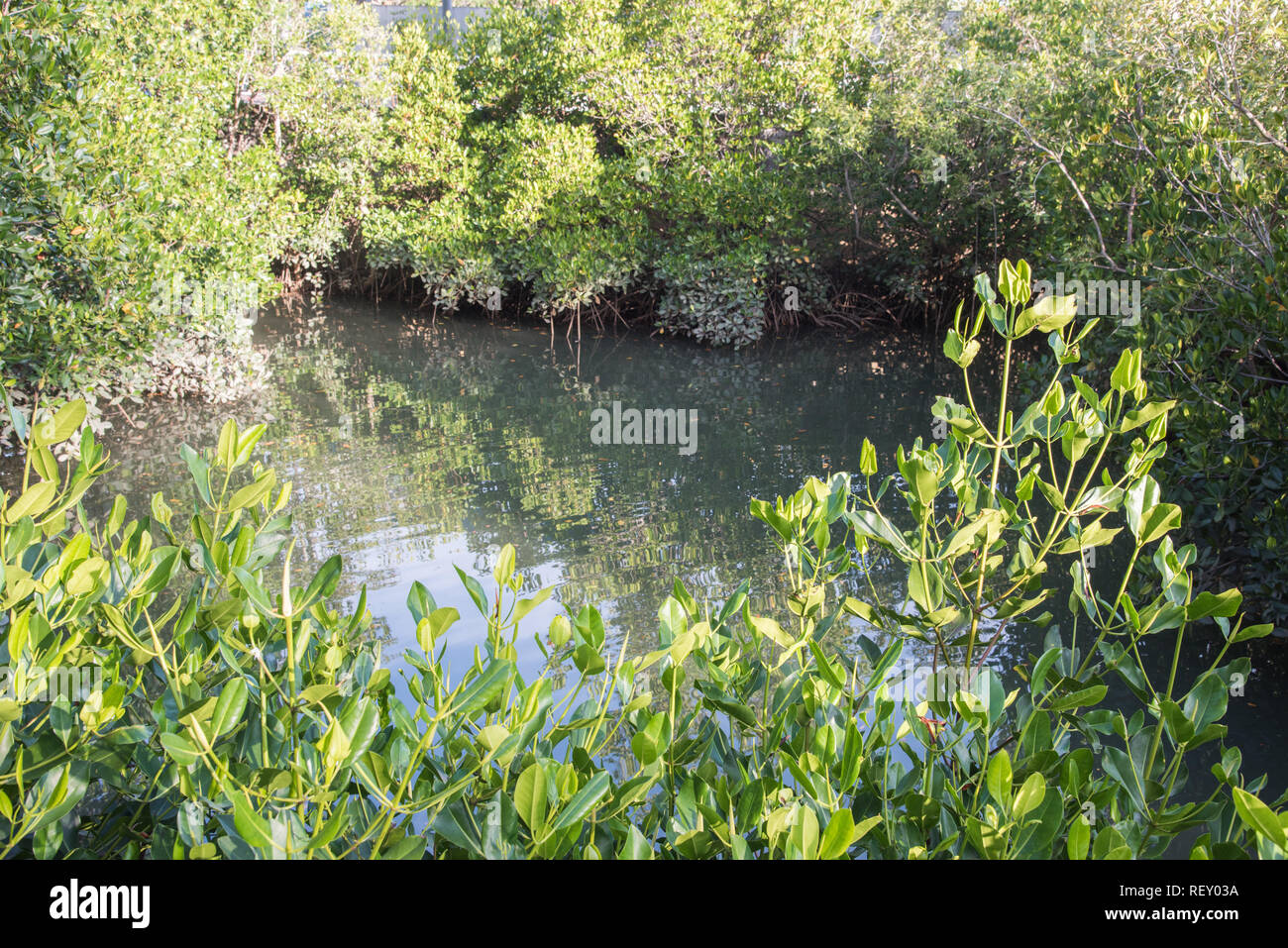 Blå sagging løbetur Natural mangrove habitat in sea inlet on a sunny day in Darwin, Australia  Stock Photo - Alamy