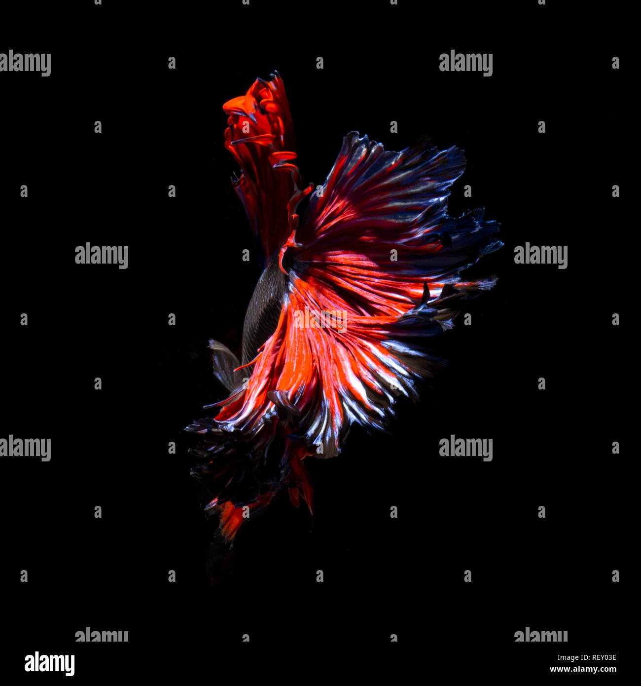 Siamese Fighting Fish also known as Betta is seen in an aquarium in Chicago, United States. Bettas are the most common species Stock Photo