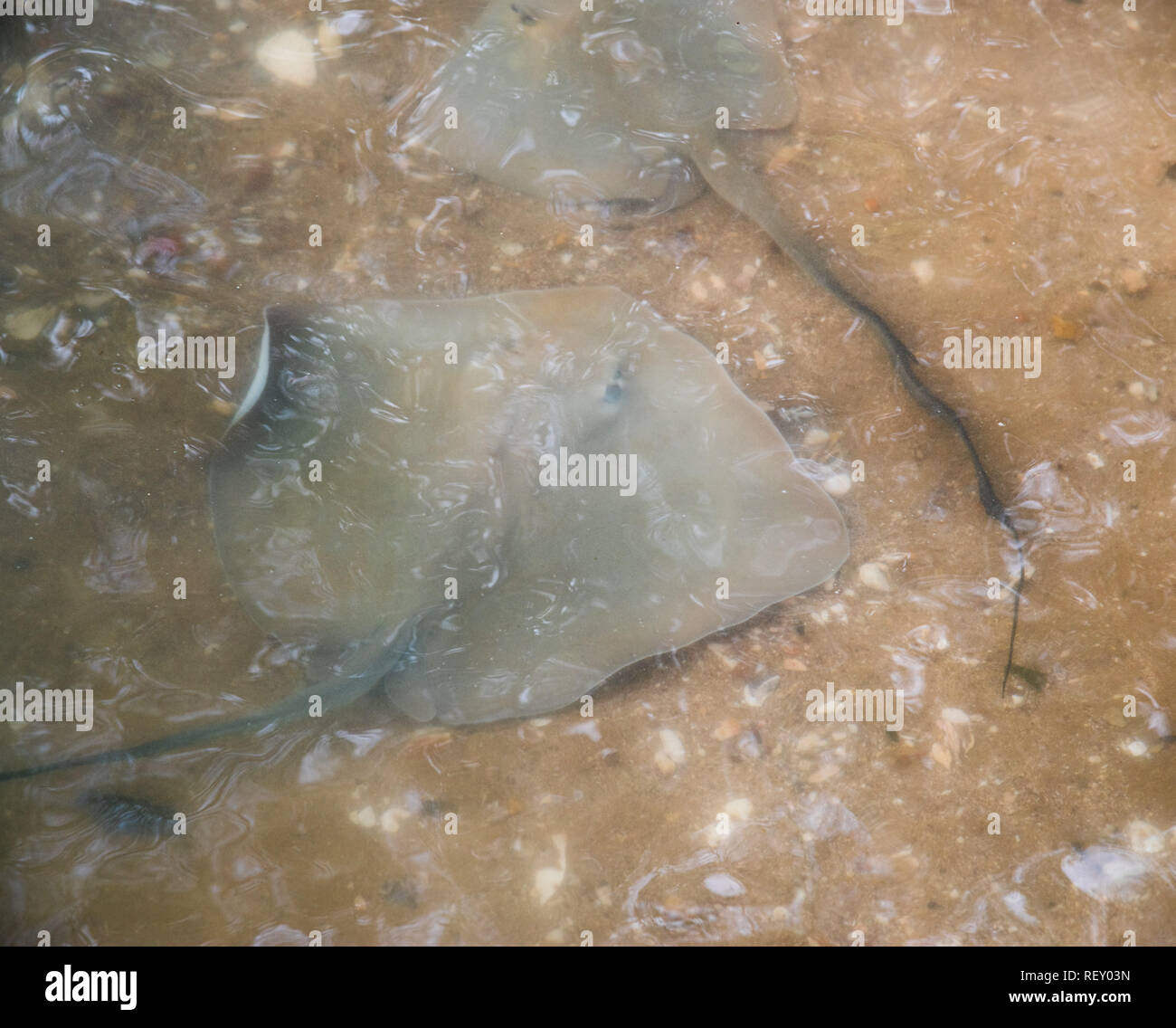 High angle view over two rays in the Timor Sea waters in Darwin, Australia Stock Photo
