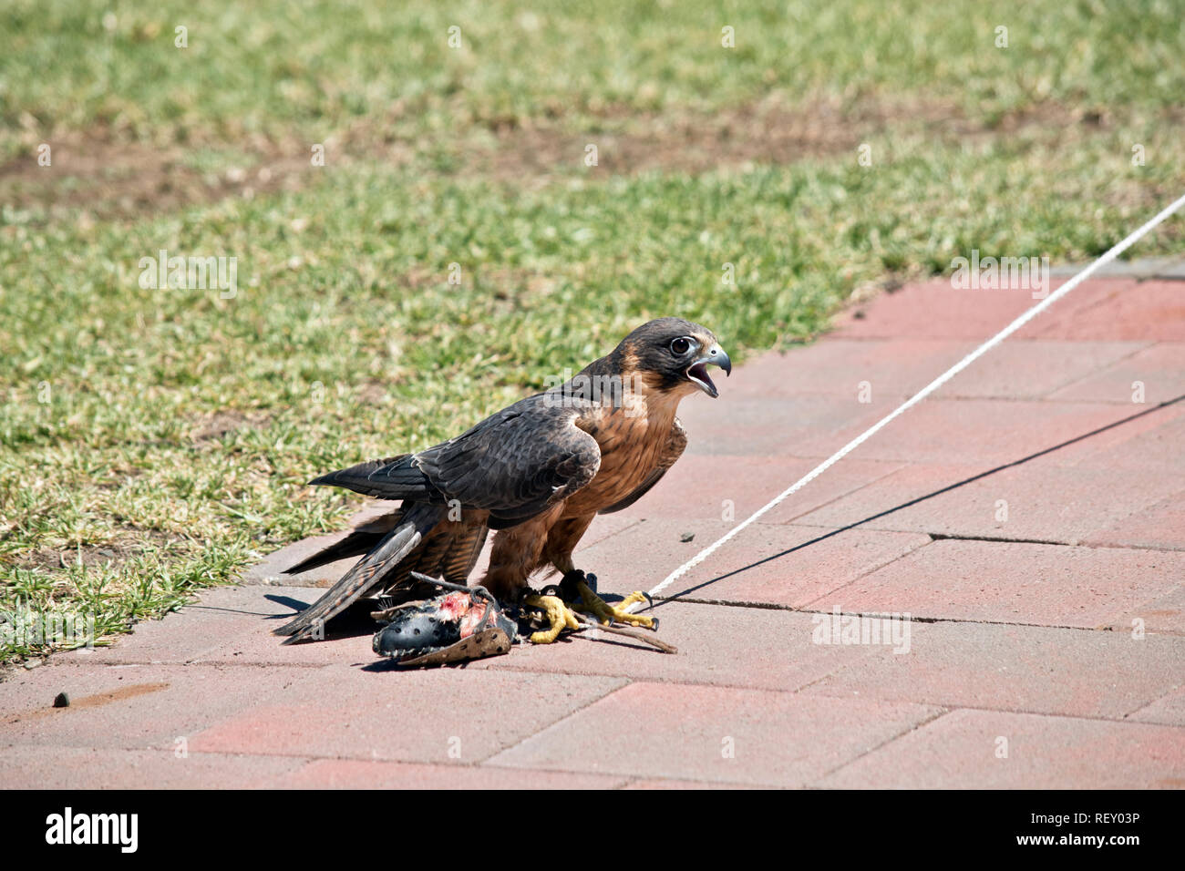 the Australian Hobby Falcon is a small raptor who can be train to catch a lore Stock Photo