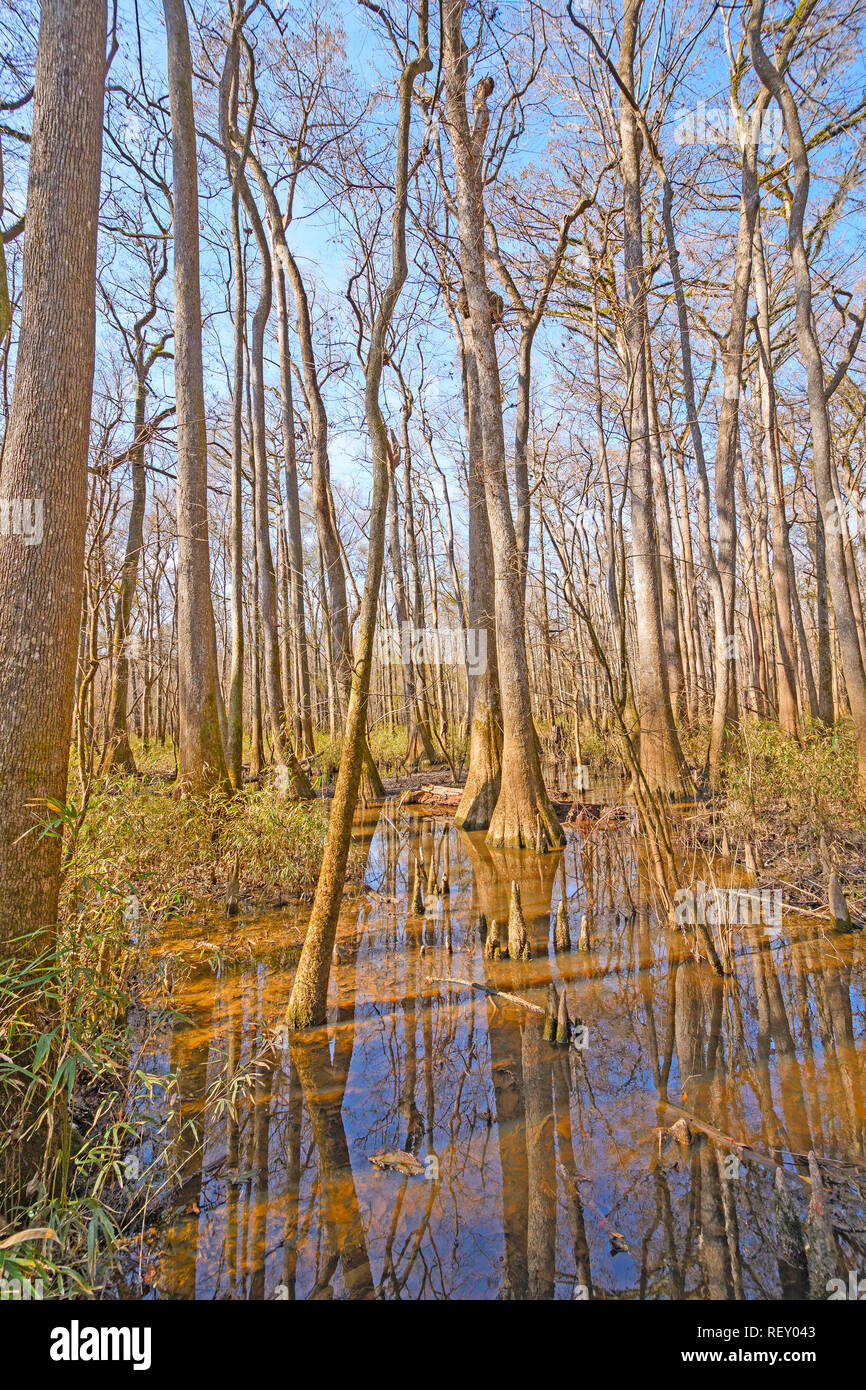 Bottomland, Hardwood Forest, Wetland in the Sun in Congeree National Park in South Carolina Stock Photo