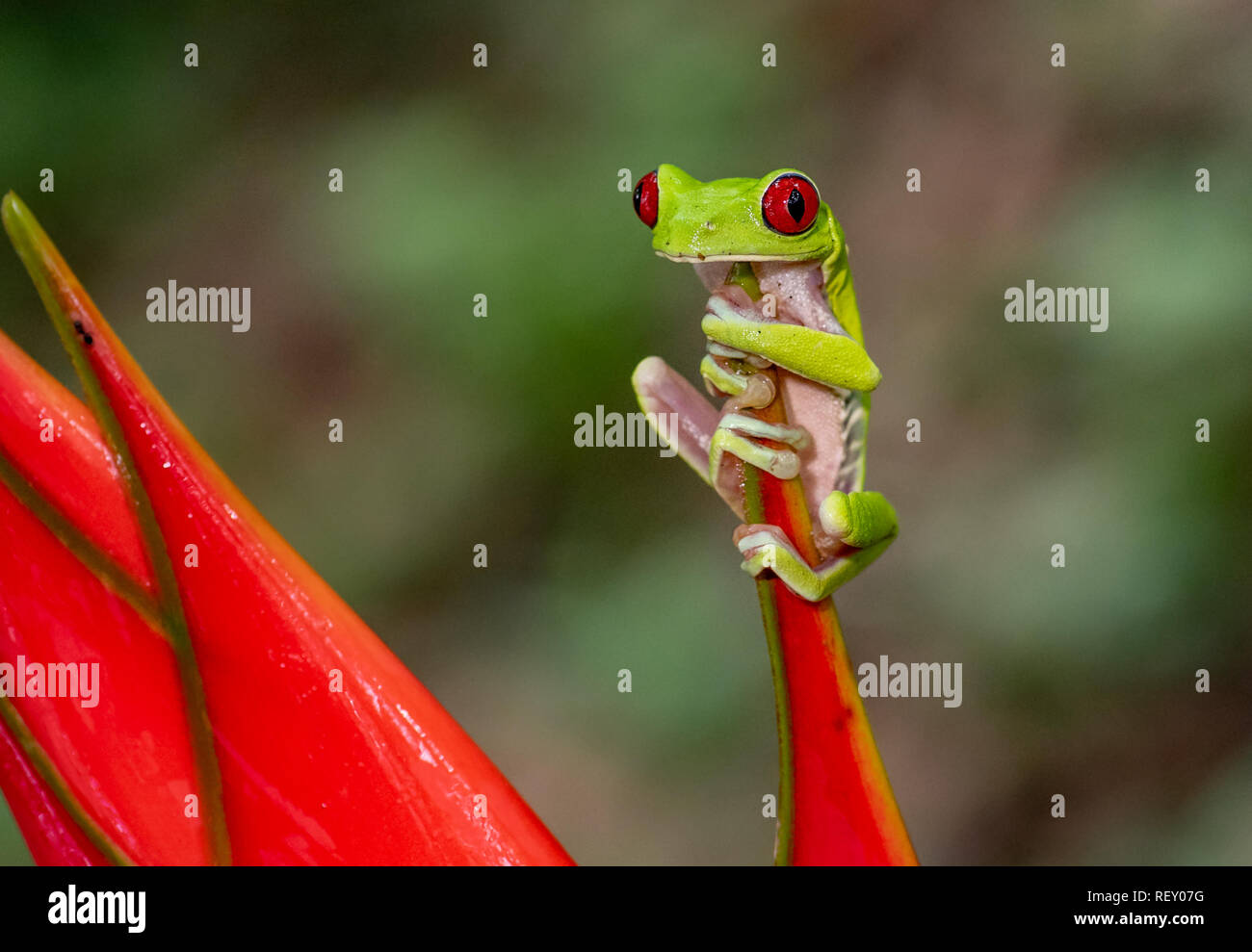Red eyed tree frog in Costa Rica Stock Photo