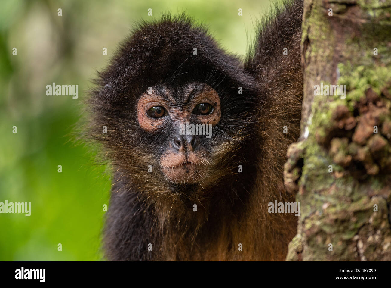 Spider Monkey in Costa Rica Stock Photo - Alamy